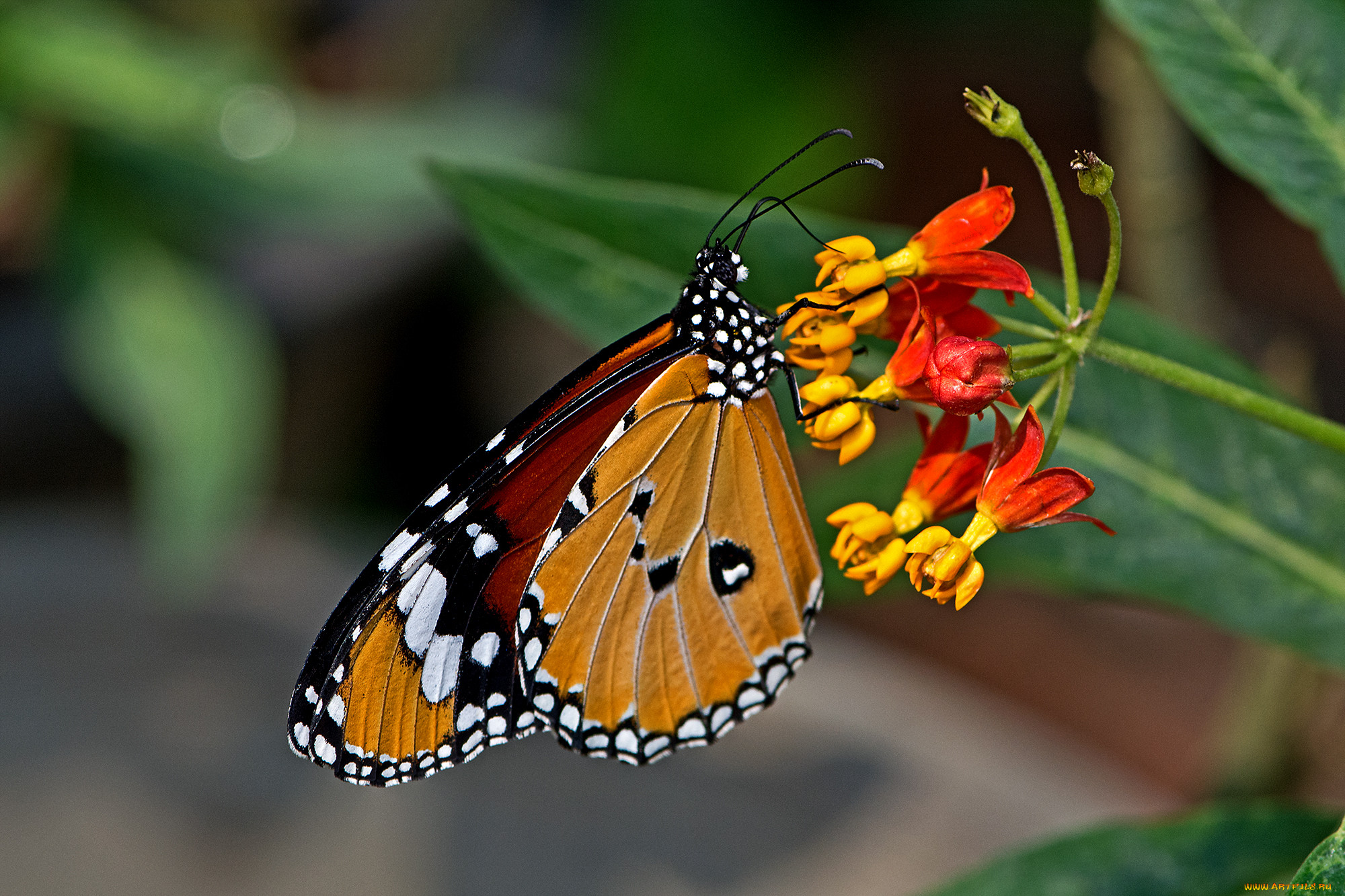 danaus chrysippus - plain tiger, , ,  ,  , 